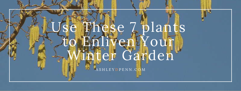 Use These 7 plants to Enliven Your Winter Garden_Ashley D Penn