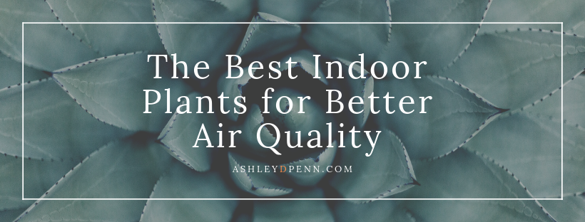 The Best Indoor Plants for Better Air Quality_Ashley D PennThe Best Indoor Plants for Better Air Quality_Ashley D Penn