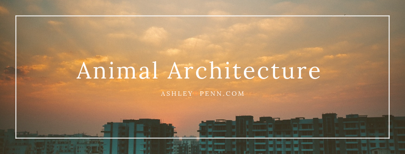 Animal Architecture_Ashley D Penn